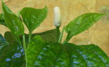 Fleur du poivrier vietnamien L-Lt Piper sarmentosum
