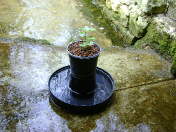 Jeune plant de wasabi protégé des mollusques par une coupelle d'eau