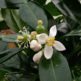 Fleurs fécondées et jeunes fruits du combava  Citrus histryx