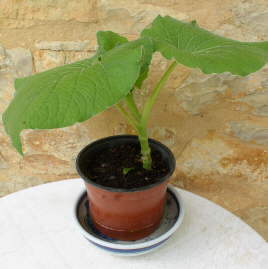 Votre plant de hoja santa (poivrier du Mexique)  appréciera une coupelle d'eau
