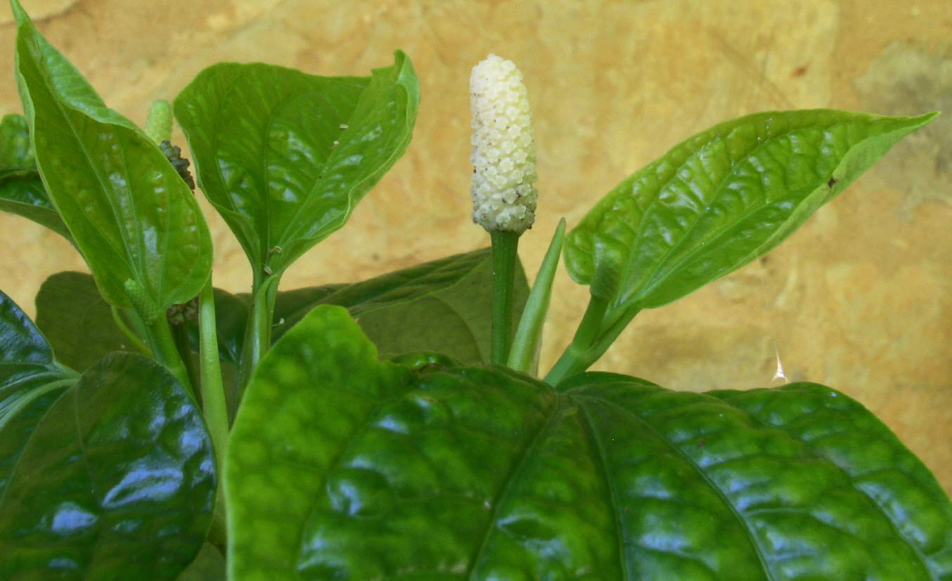 Fleurs du poivrier vietnamien Là-Lôt piper sarmentosum