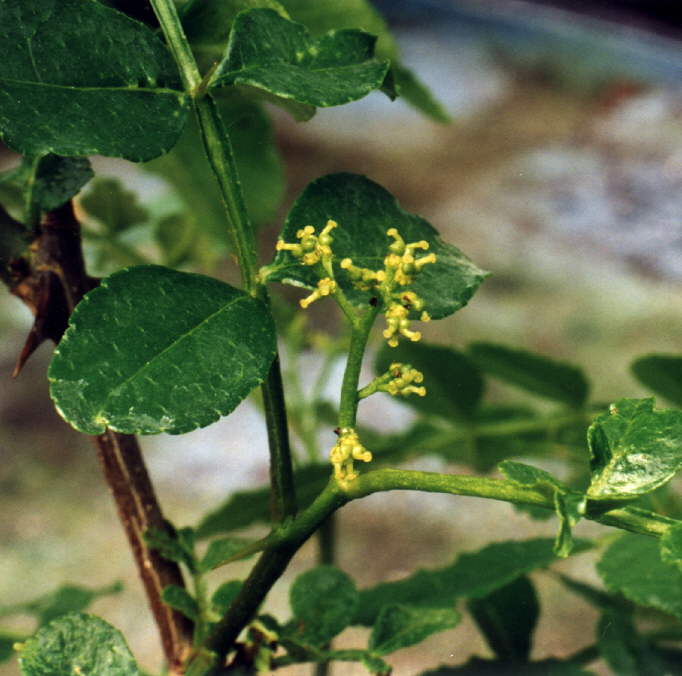 Fleurs du poivre de Sichuan