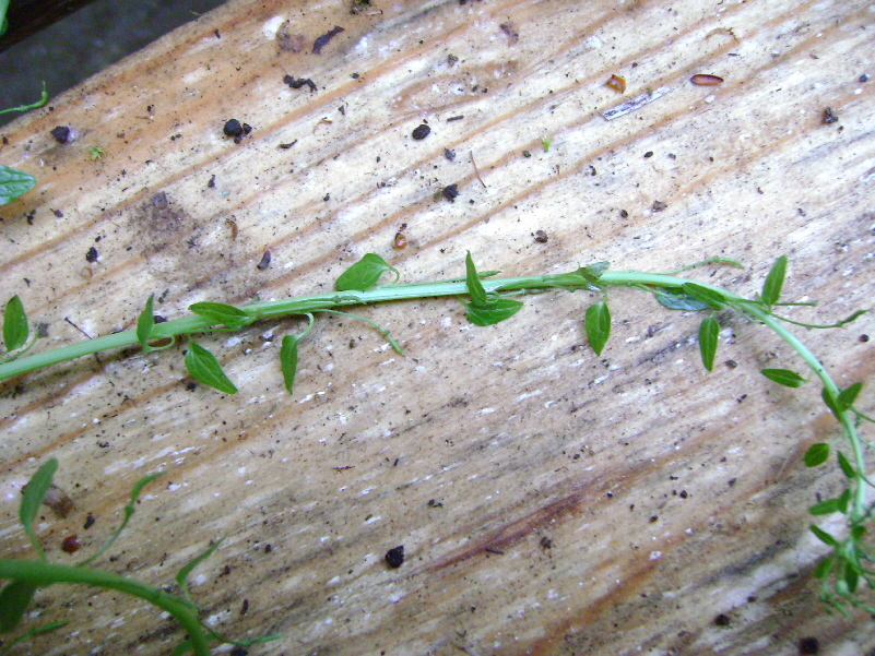 Feuilles spécifiques de la tige florale du wasabi
