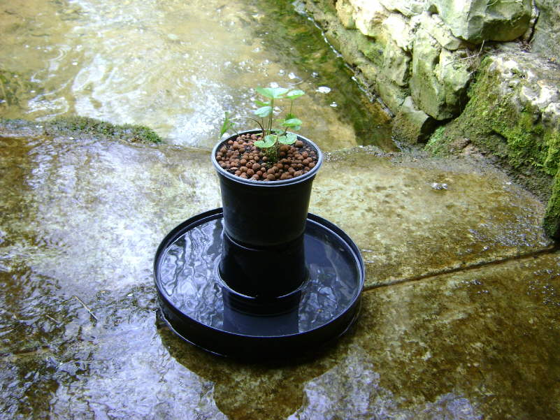 Jeune plant de wasabi protégé des mollusques par une coupelle d'eau